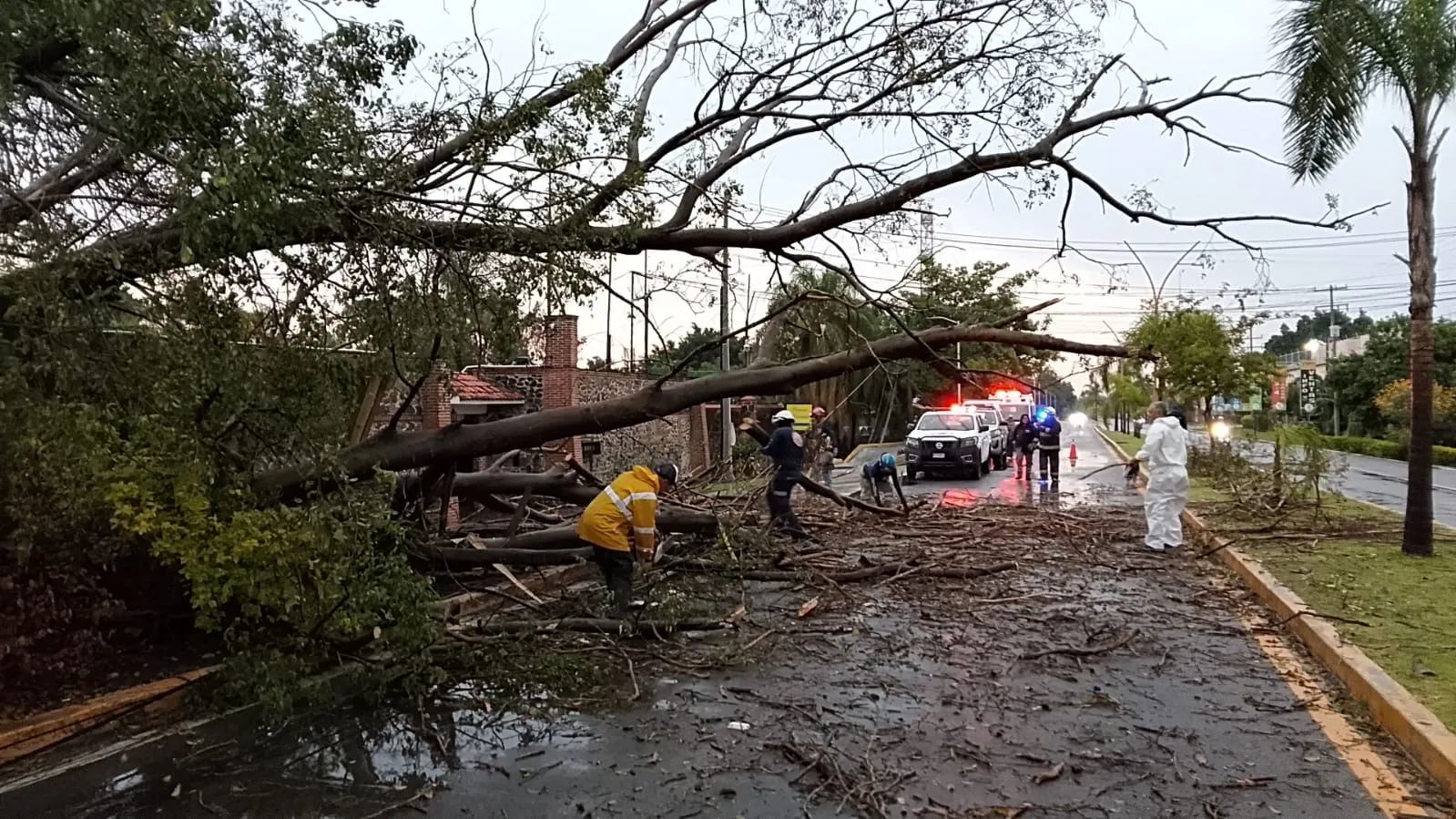 Fuertes vientos derriban árboles, una palmera y un anuncio espectacular en Yautepec