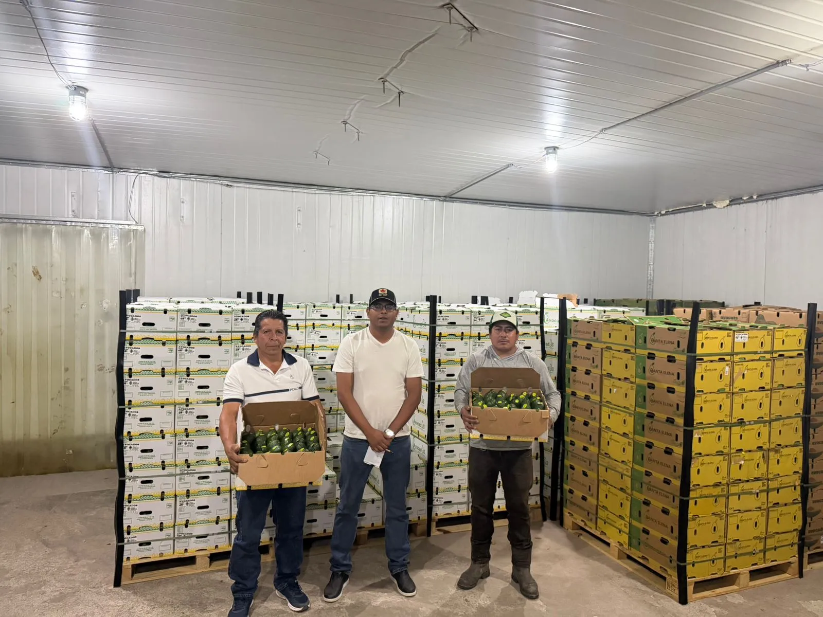 Morelos concreta su primera exportación de aguacate a Canadá