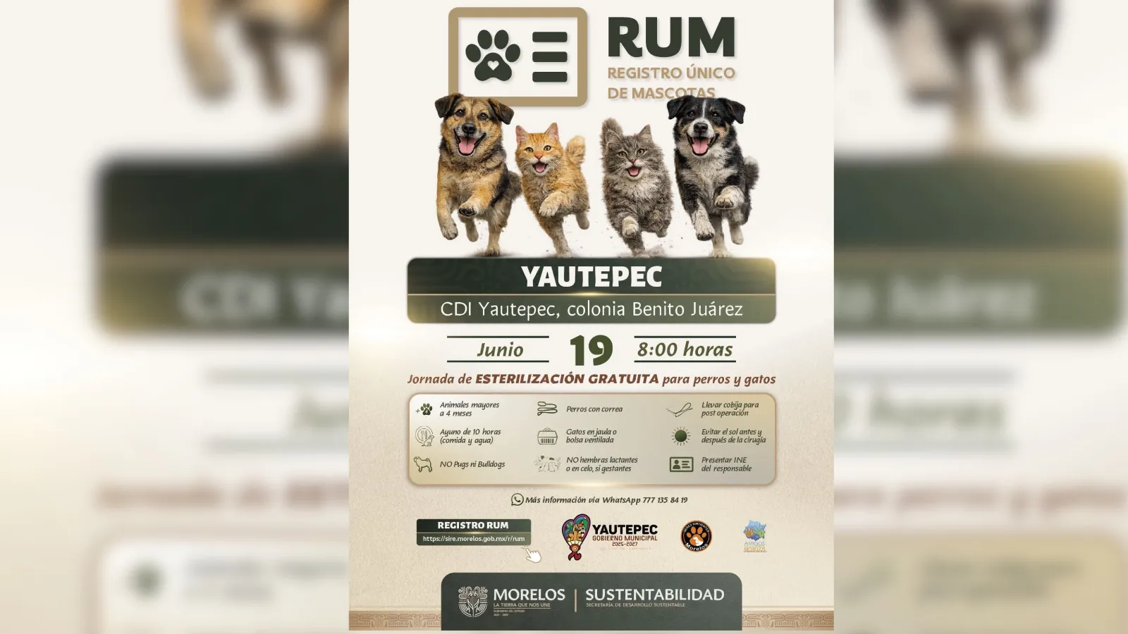 Yautepec será sede de campaña gratuita de esterilización para perros y gatos
